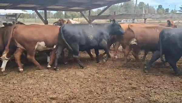 Lote 20 Vaquilla Gorda en Los Ángeles, VIII Región Biobío