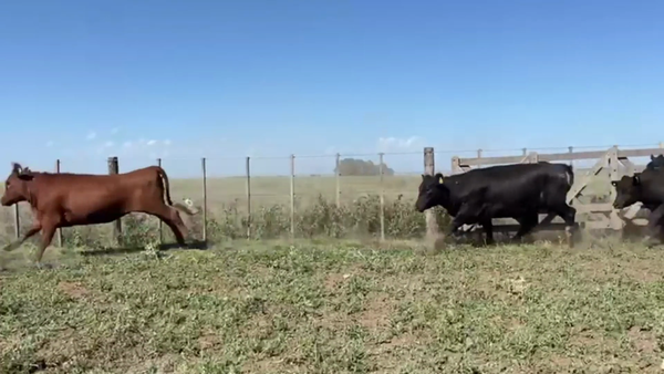 Lote 50 VAQ. PREÑ., CORONEL SUAREZ, PCIA. DE BS. AS.