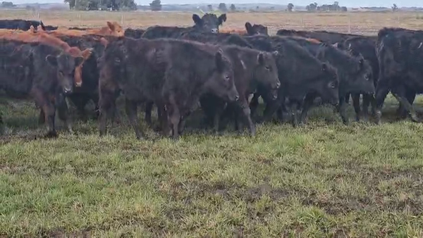 Lote 28 Terneras en TANDIL