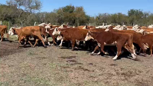 Lote 50 Vaquillonas en Federal, Entre Ríos