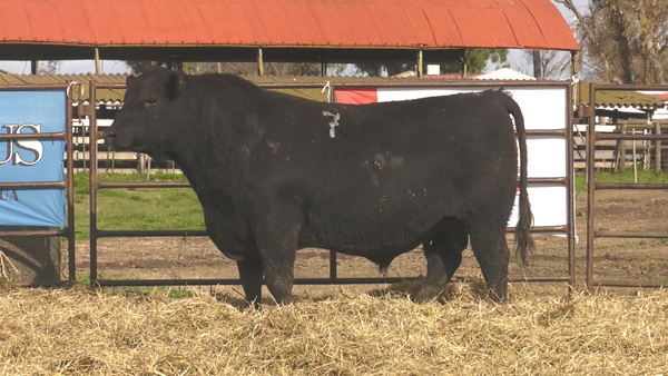 Lote TOROS ANGUS NEGROS  PC