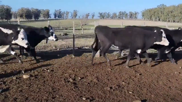Lote Vacas Preñadas