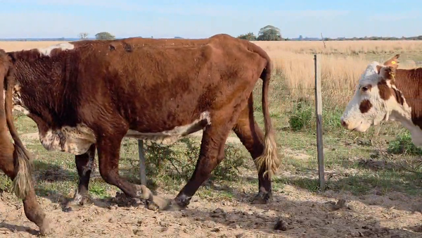 Lote 50 Vacas p/ invernar