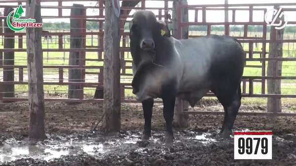 Lote Brahman