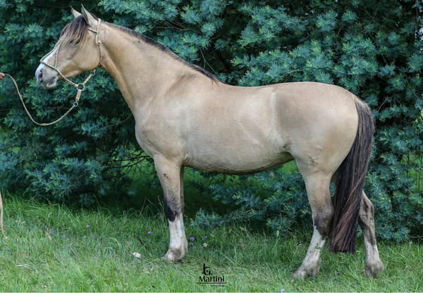 Lote Charola Caraguatá