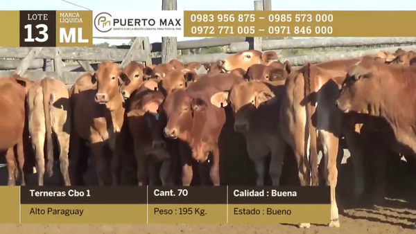 Lote Terneras más de 170 kg