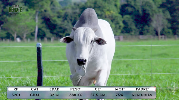 Lote Toros, Concepción
