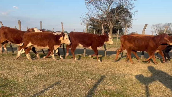 Lote 58 Terneros/as