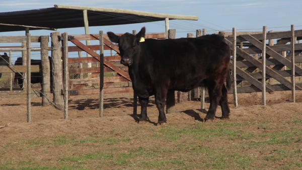 Lote VACAS PURAS DE PEDIGREE