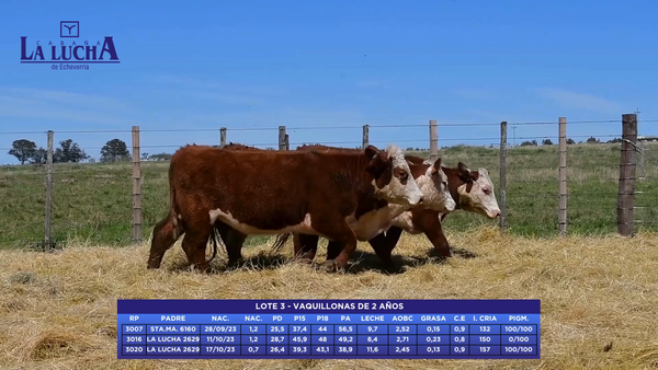 Lote VAQUILLONAS DE 2 AÑOS