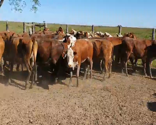 Lote 100 Novillos en Mercedes, Corrientes