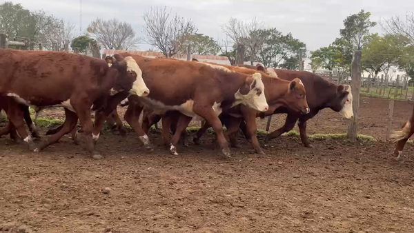 Lote 100 Novillos en Corrientes, Curuzú-Cuatiá