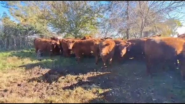 Lote 48 Novillitos