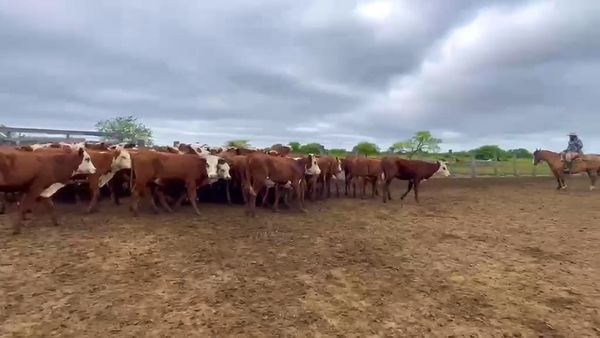 Lote 70 Terneras