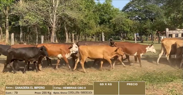 Lote 70 HEMBRAS CBO 0