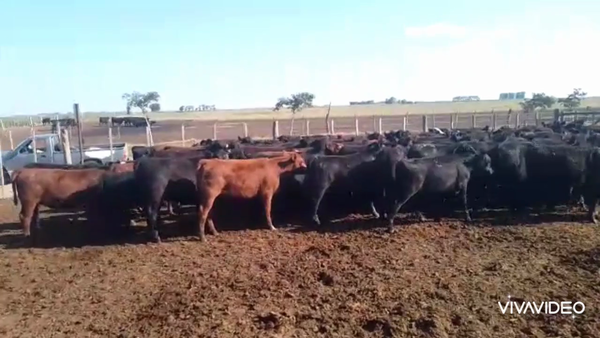 Lote 120 Terneras en Realicó, La Pampa