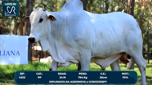 Lote LOTE 39