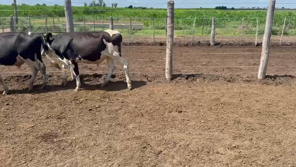 Lote 34 Novillitos Holando Argentino en Ramona, Santa Fe