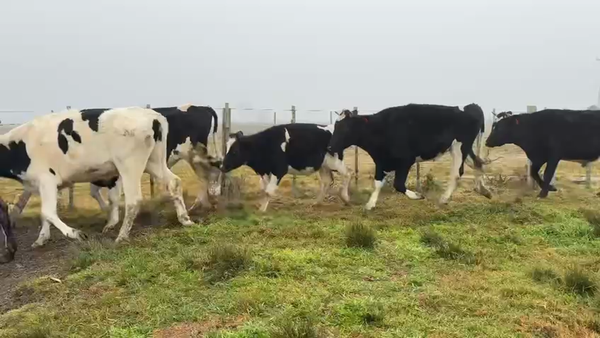 Lote NOVILLOS 1 a 2 AÑOS