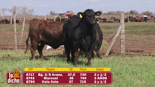 Lote TOROS BRANGUS CABAÑA LA NUEVA DICHA