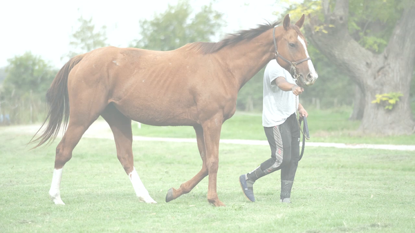 Lote LUNATICA KISSING (SOUTH KISSING -  SEHGAL) Preñez de LUCULLAN