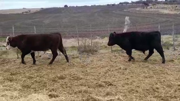 Lote (Vendido)2 Toros 260kg -  en SANTA ELENA