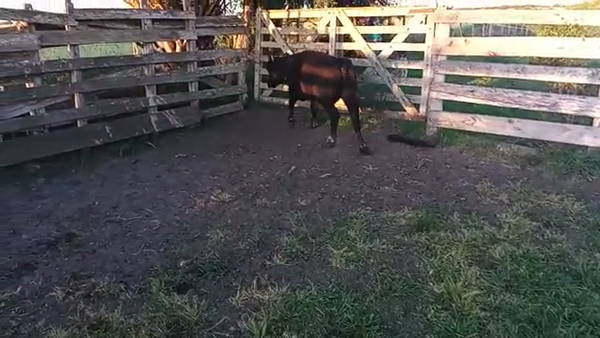 Lote Vaquillonas 1 a 2 años ANGUS 280kg - , San José