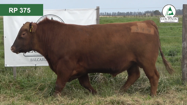 Lote 3 Toros ANGUS en Balcarce