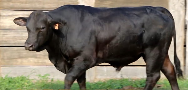 Lote TOROS DE 3 AÑOS