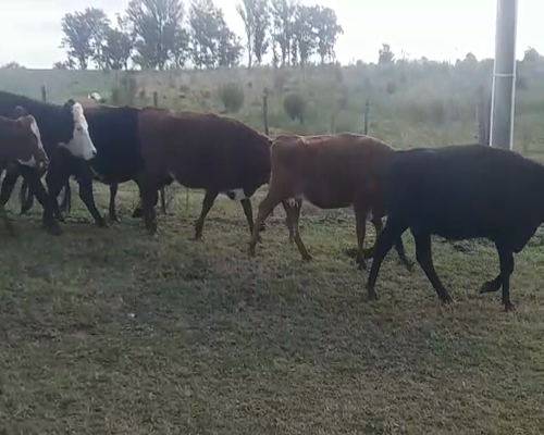 Lote (Vendido)34 Vacas de Invernada HE/ AA 370kg -  en SANCHEZ GRANDE