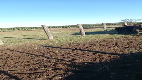 Lote 23 Vacas y 23 Crías Braford, en Las Varillas, Córdoba