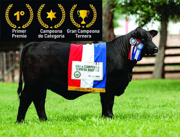Lote Brangus a Bozal Expo 2022 RP 121- Lote 20