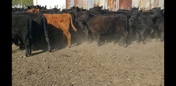 Lote 75 Terneros en Villaguay, Entre Ríos