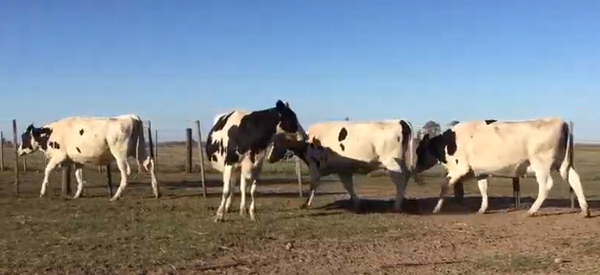 Lote 4 Vaquillonas en Las Rosas, Santa Fe