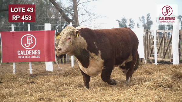 Lote Toro PR