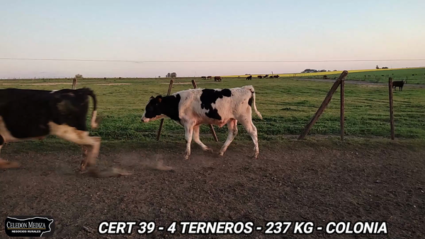 Lote 4 Terneros en Colonia