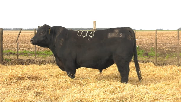 Lote Toros PC Negros