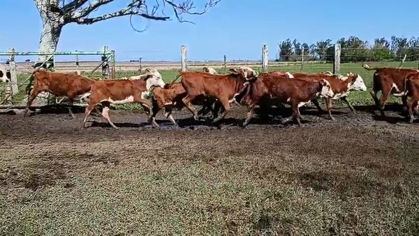 Lote 120 Terneros/as