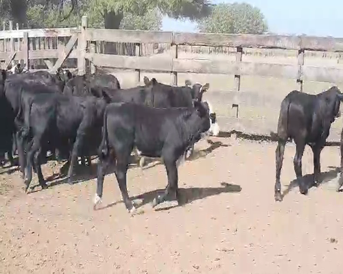 Lote 70 Terneros en Quimilí, Santiago del Estero