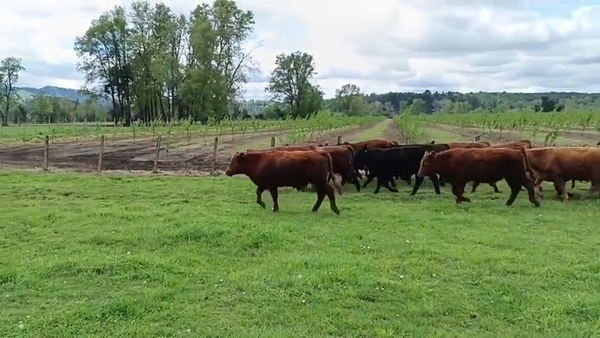 Lote 25 Novillo Engorda en Cunco, IX Región Araucanía
