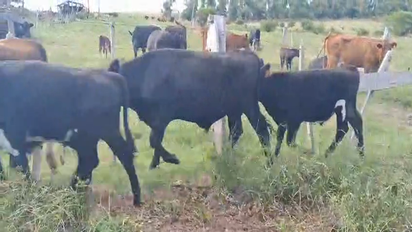 Lote TERNEROS
