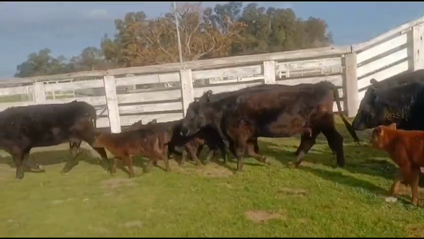 Lote 14 Vacas nuevas C/ cria