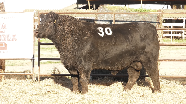 Lote TOROS ANGUS NEGROS  PC