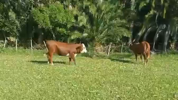 Lote 2 Vaquillonas Elite preñadas