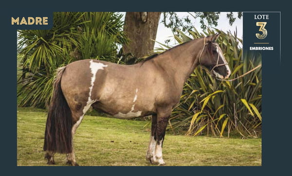 Lote HULK DO RIBEIRÃO BONITO X DOÑA PILARICA DEL CHAMAME