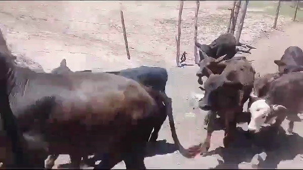 Lote 120 Terneros/as en Suncho Corral, Santiago del Estero