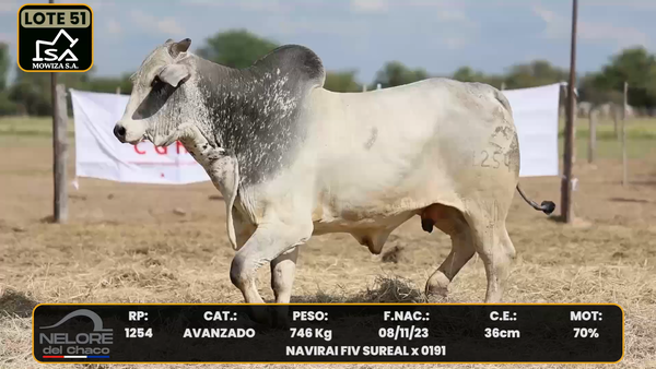 Lote LOTE 51