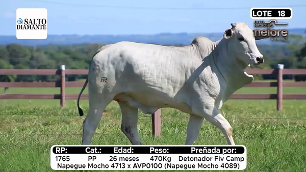 Lote Nacional Nelore Campo - Lote 18