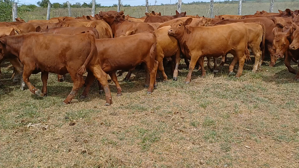 Lote 90 Terneros/as en Villaguay, Entre Ríos