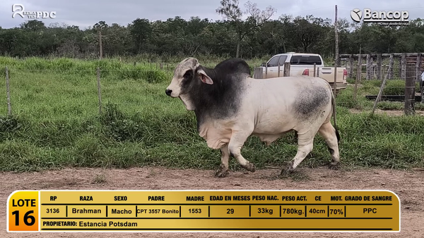 Lote Toros Brahman, Presidente Hayes